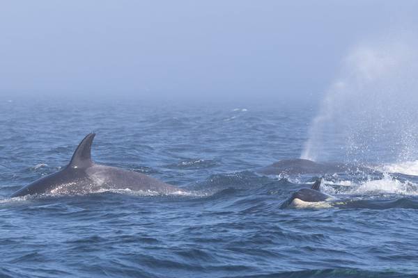 Video shows rare clash between orcas, humpback whales