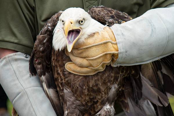 Bald eagle injured by car in Virginia recovers, released back into wild